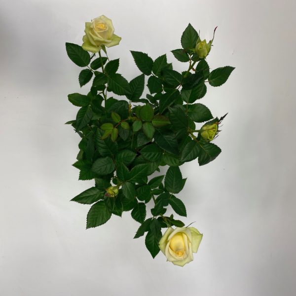 Potted Rose - Image 3