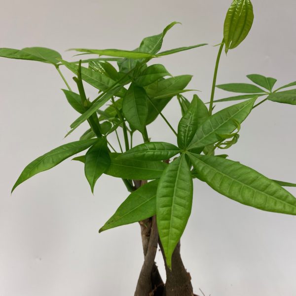Pachira Plant - Image 2