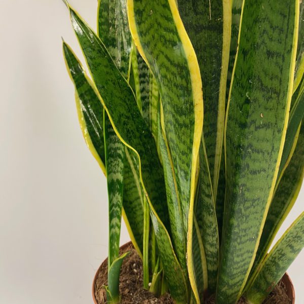 Lare Sansevieria in Ceramic Planter