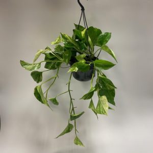 variegates ivy plant