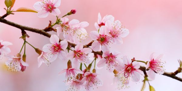 pink cherry blosson flowers