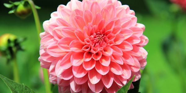 pink dahlia flower