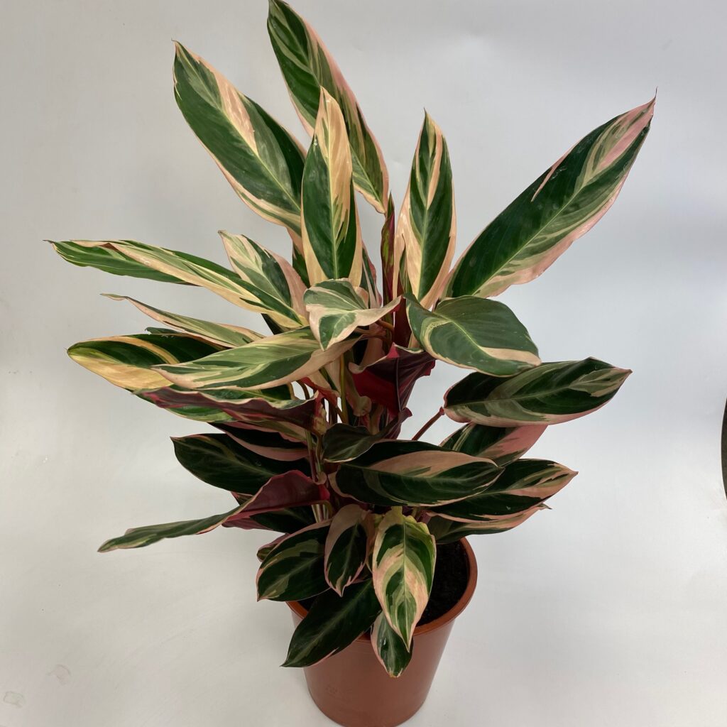 Pink Maranta Prayer Plant | Indoor Plants | Brighton Flower Co