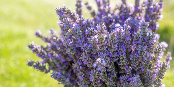 bunch of purple lavendar