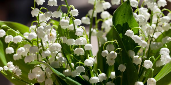 white lily of the valley flowers