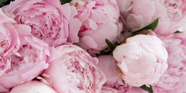 light pink peonies