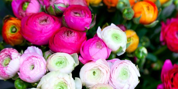 pink, white and orange ranunculus flowers