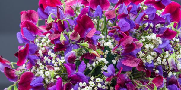 pink and purple sweet pea flowers
