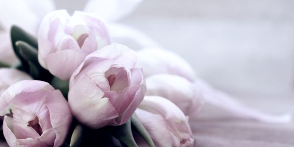 light pink tulips