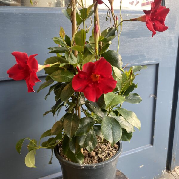 Mandevilla Outdoor Plant - Image 3