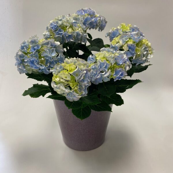 Hydrangea in Pink Pot