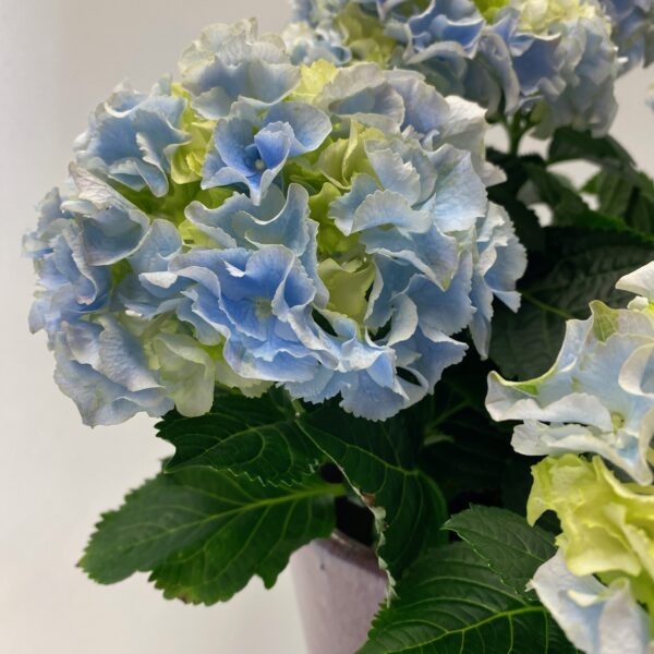 Hydrangea in Pink Pot - Image 2