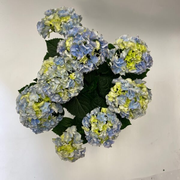 Hydrangea in Pink Pot - Image 3