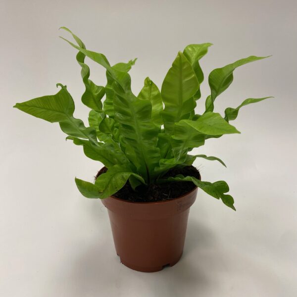 Crispy Wave Fern