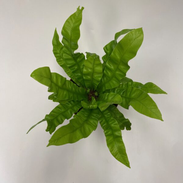Crispy Wave Fern - Image 4
