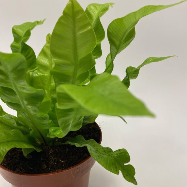 Crispy Wave Fern - Image 3