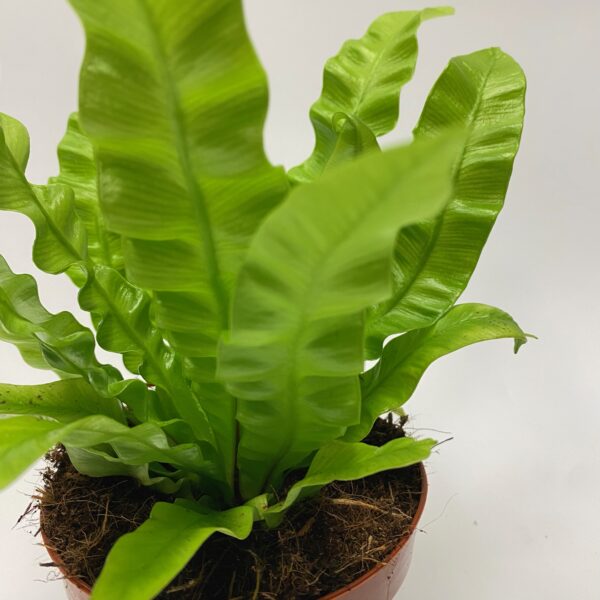 Crispy Wave Fern - Image 2