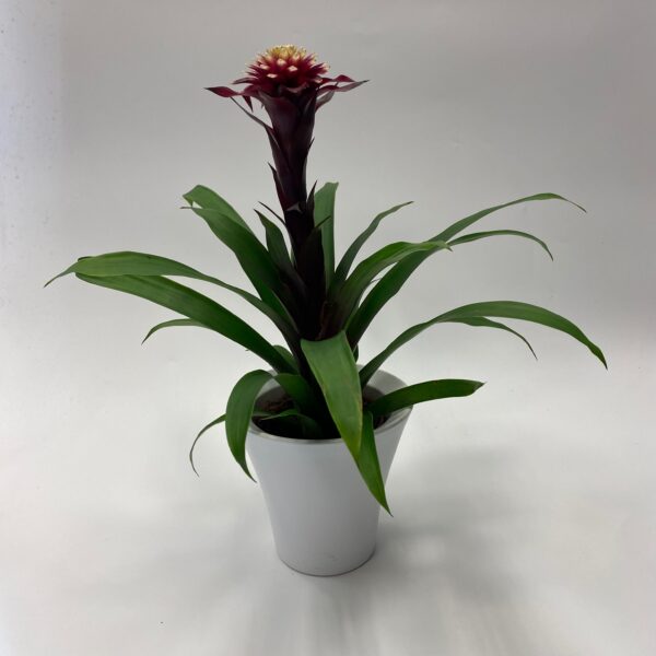 Guzmania in white pot