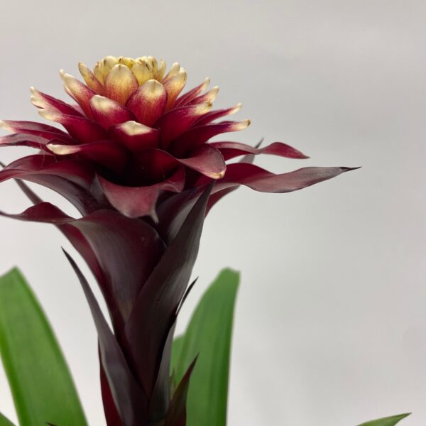 Guzmania in white pot - Image 2