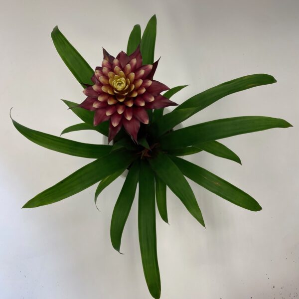 Guzmania in white pot - Image 3