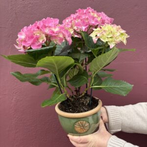 Hydrangea in Ceramic Pot