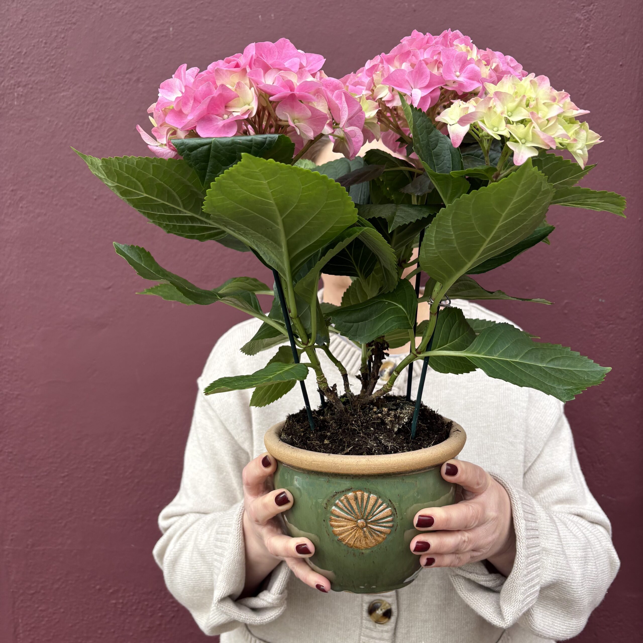 Hydrangea in Ceramic Pot - Image 2