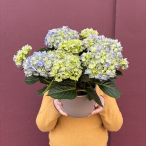 Hydrangea in Ceramic Pot