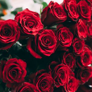 A bunch of red roses