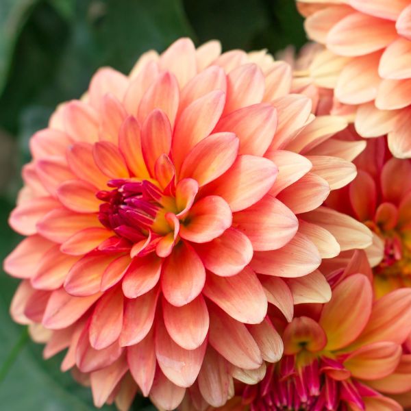 Pink dahlia flowers