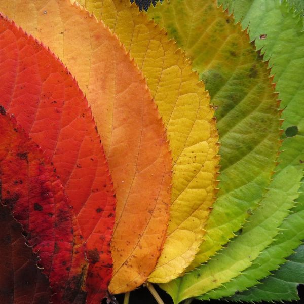 Autumnal colour pallet made from leaves