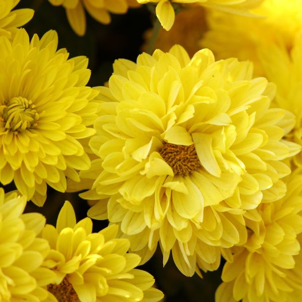 Yellow chrysanthemums