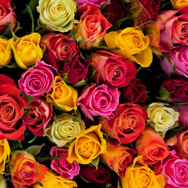 A selection of pink, orange, yellow and white roses
