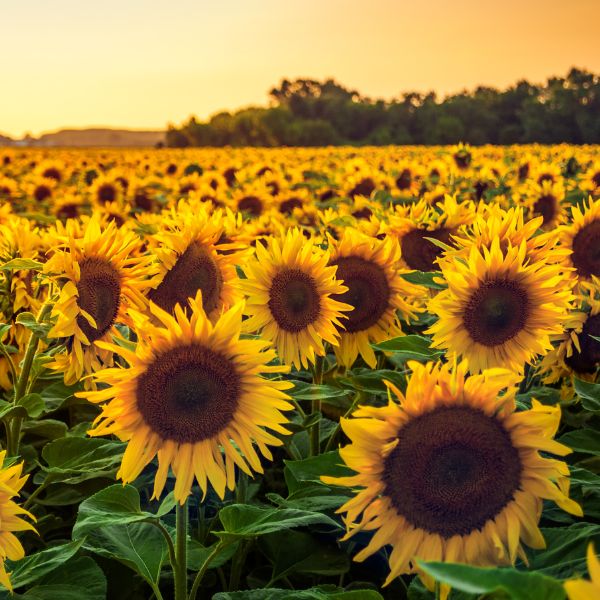 Field of sunflowers