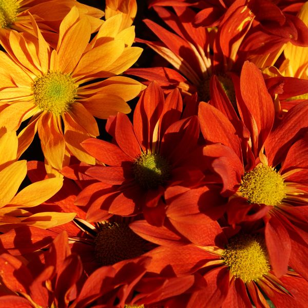 Yellow and orange asters