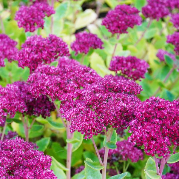 Purple sedum flowers