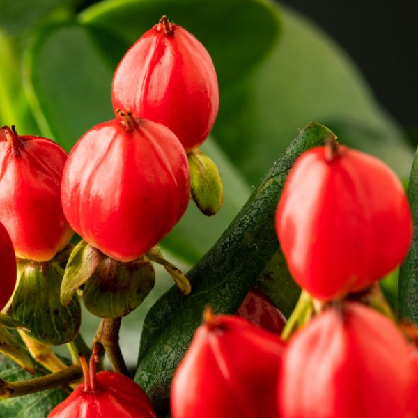 Red hypericum berries