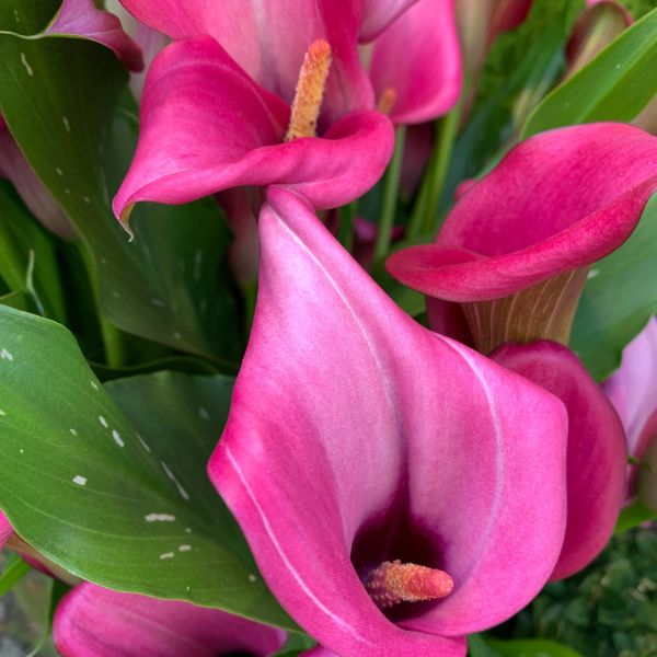 Pink calla lilies