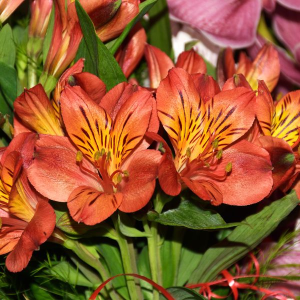 Orange alstroemeria