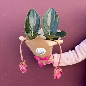 pink hanging flowers of the medinilla plant