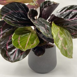Calathea Surprise Star