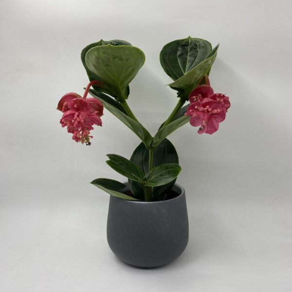 Medinilla Magnifica