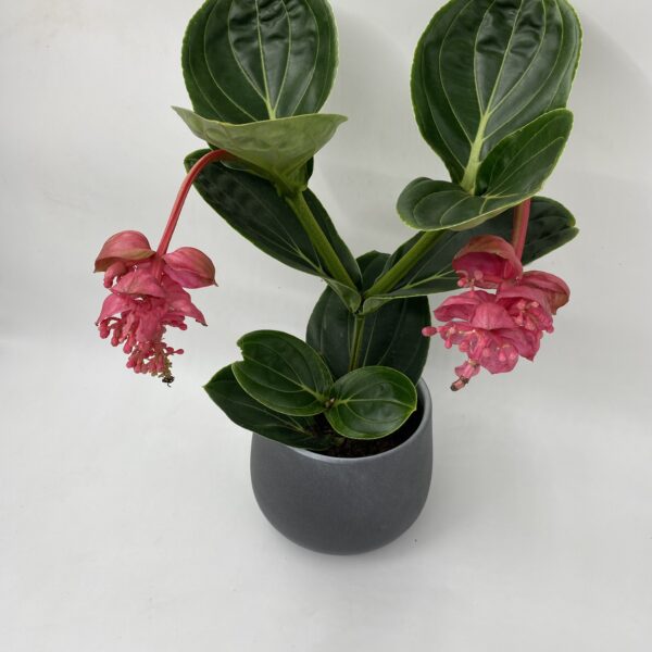 Medinilla Magnifica - Image 2