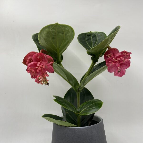 Medinilla Magnifica - Image 3