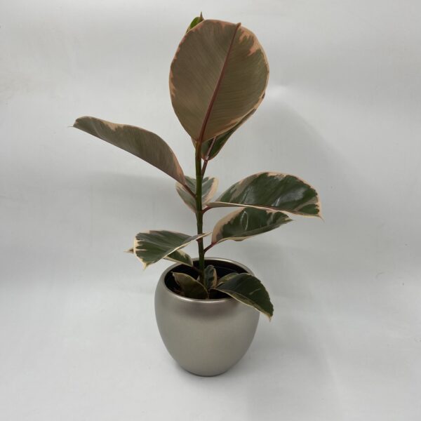 Pink Rubber Plant