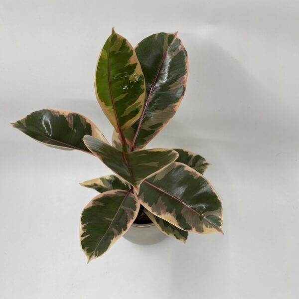 Pink Rubber Plant - Image 3