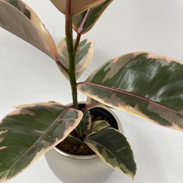 Pink Rubber Plant - Image 2