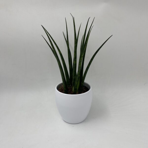 Sanseveria Snake Plant