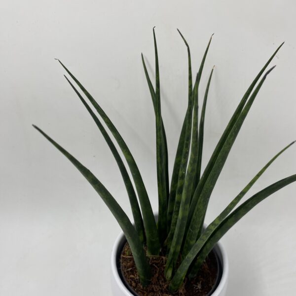Sanseveria Snake Plant - Image 3