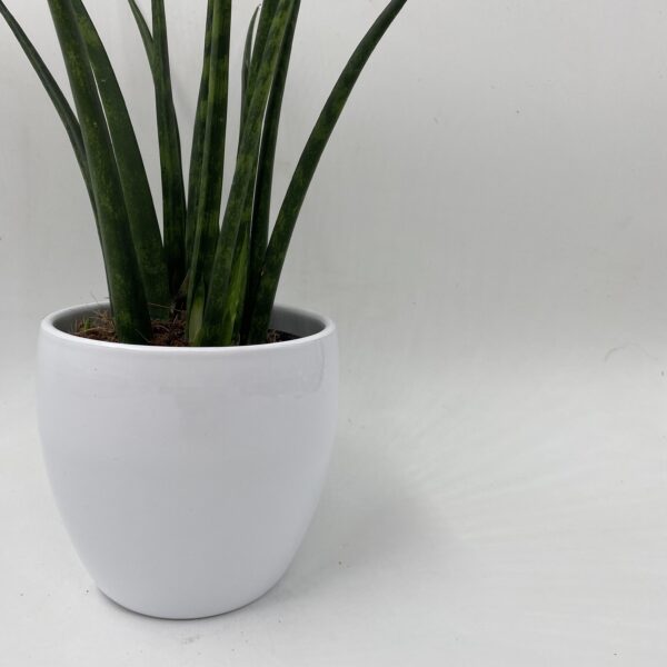 Sanseveria Snake Plant - Image 2