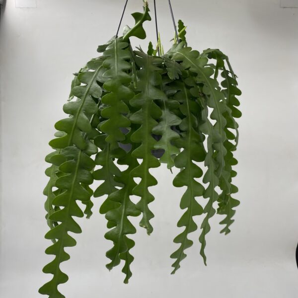 Large Fishbone Hanging Cactus